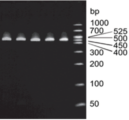 mycoplasma pcr specificity